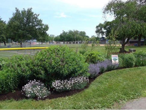 Rain Garden from Mary copy.webp