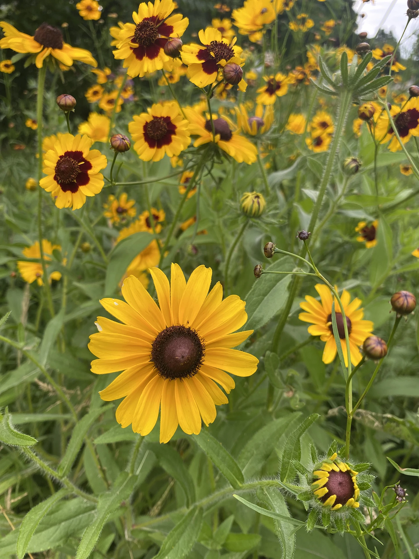 Black-Eyed Susans Close-Up