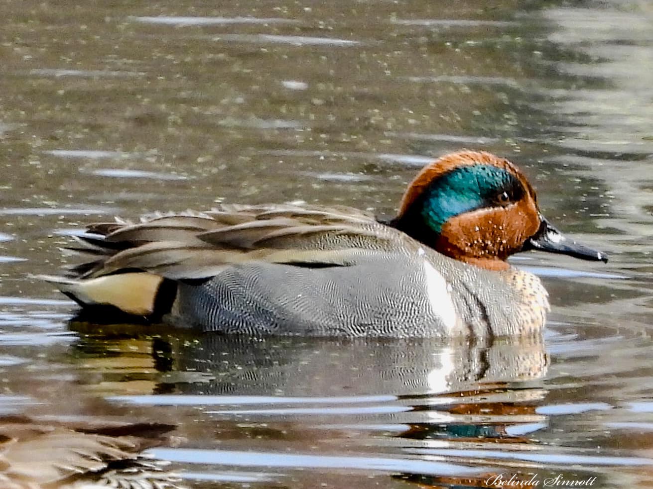 Green-Wing Teal