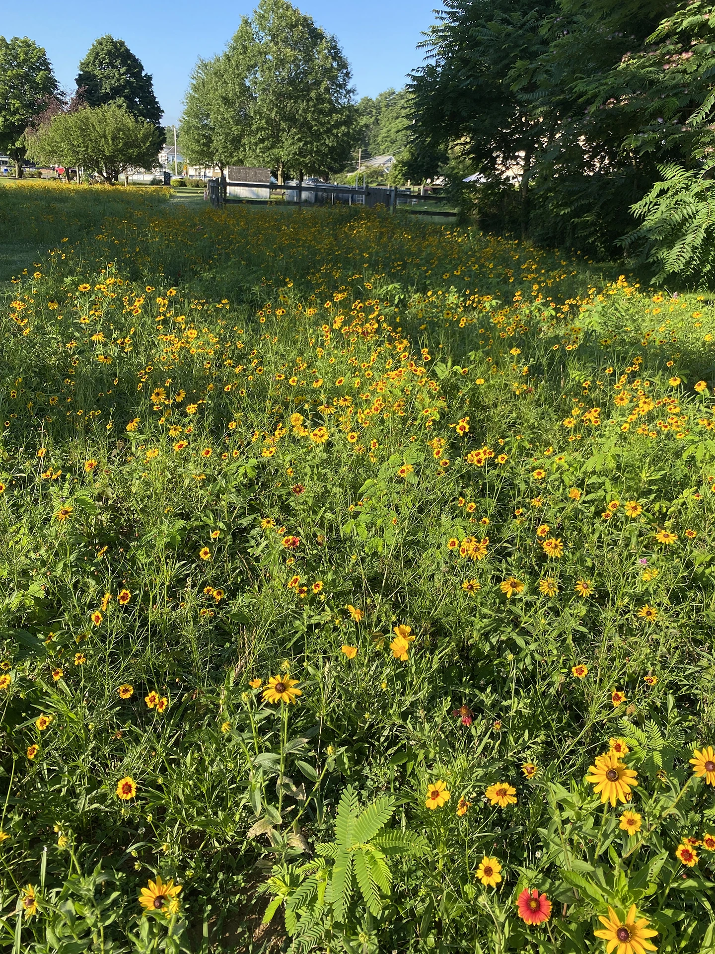 Black-Eyed Susans copy.webp