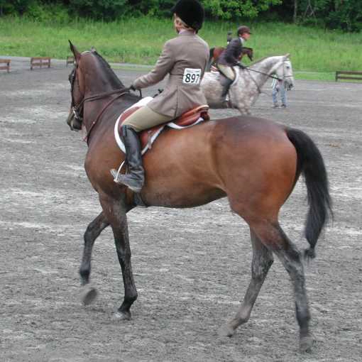 Riders Exercising Horses copy.webp
