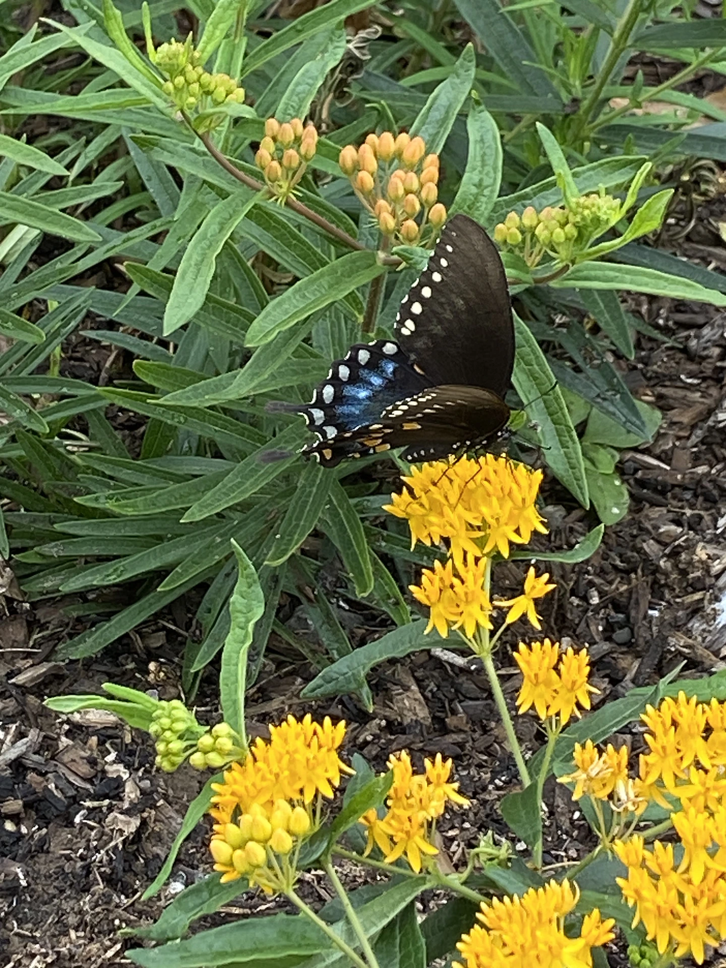 Spicebush Swallowtail Butterfly at Work Pollinating copy.webp