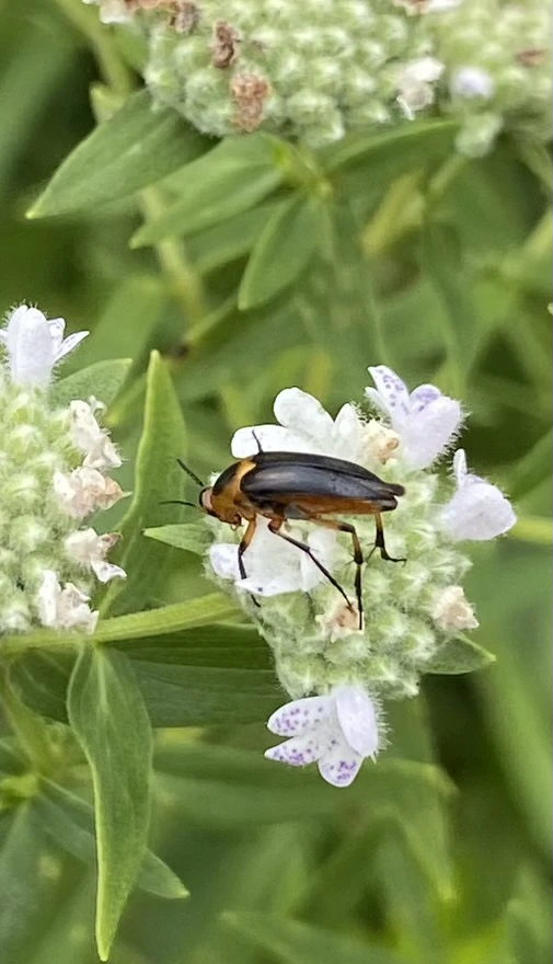 Pollinating Beetle at Work copy.webp