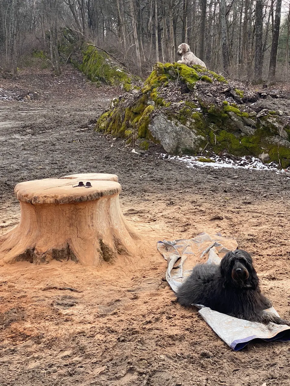 Finishing the tree stump table