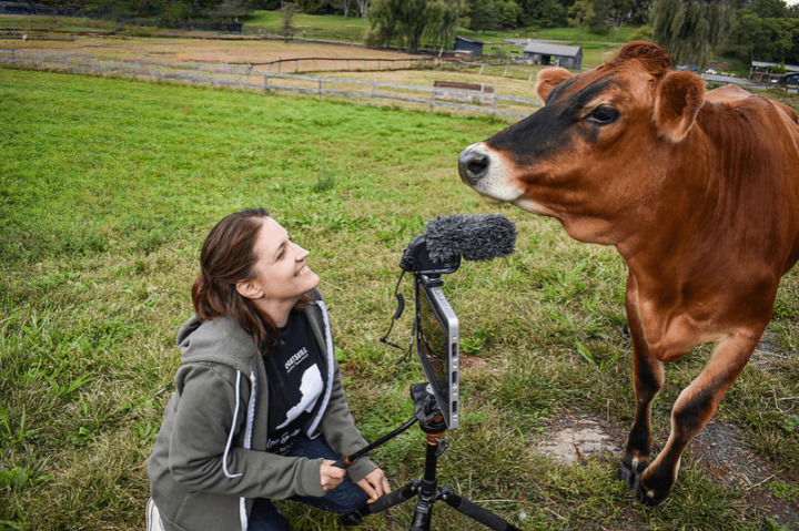 Button showing a Cow at a microphone.  Links to the Catskill Animal Sanctuary website.