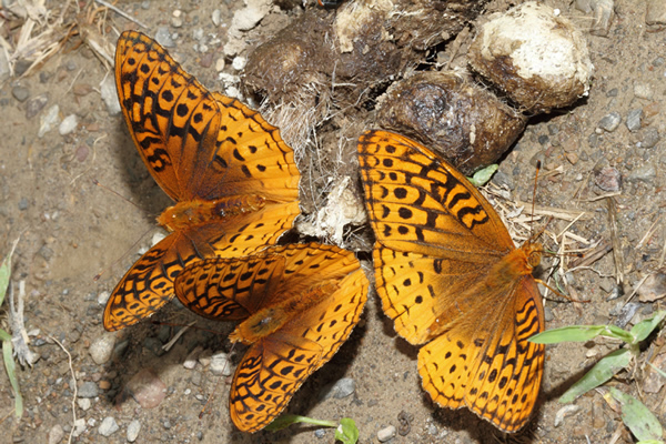 Esopus Bend Butterflies.jpg