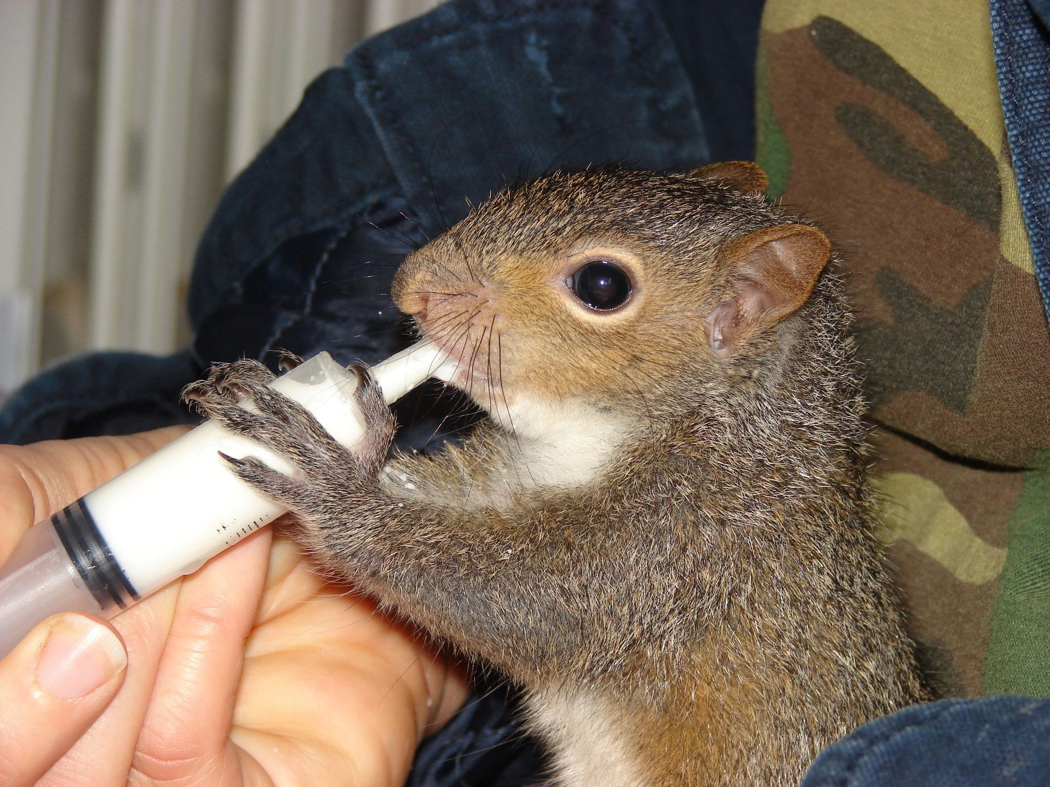 Squirrel drinking water copy.webp