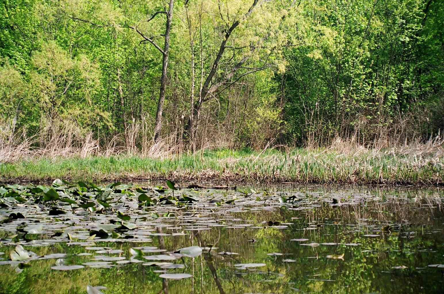 Button image showing Esopus Bend Nature Preserve, linking to the Esopus Bend Nature Preserve website